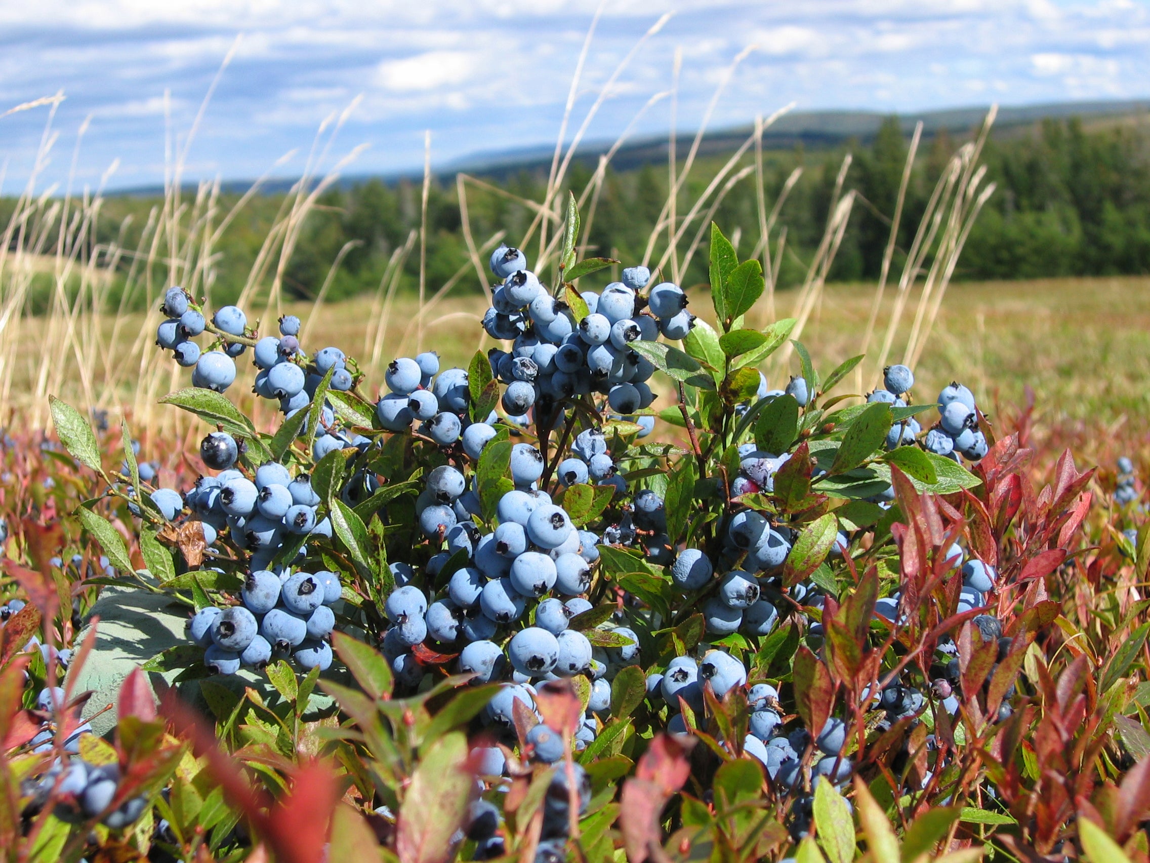 Why consuming Wild Blueberries is one of the best things we can do for our health!